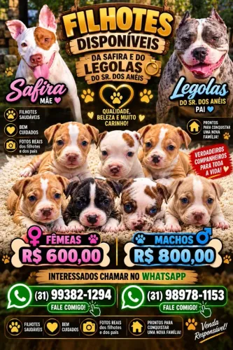Cachorro