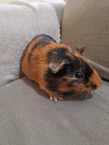 Vendo Porquinho da Índia