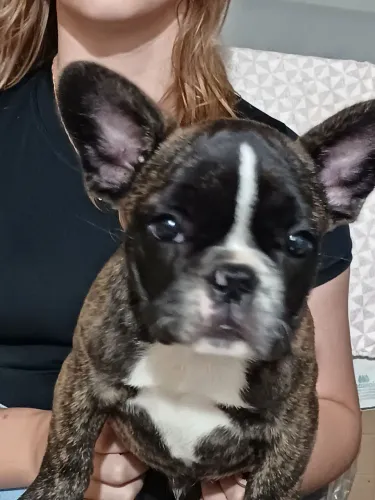 Buldogue francês