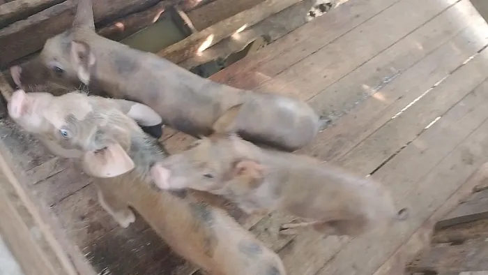 Vendo 4 porquinhos uma fêmea e 3 machos