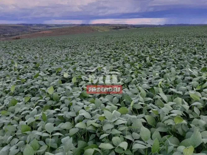 Fazenda em Cocalzinho de Goiás. Área Total: 118 Alqueires (571 Há).