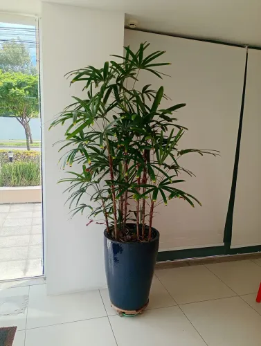Vaso de Planta Grande