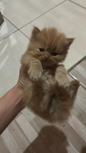 Gato persa 