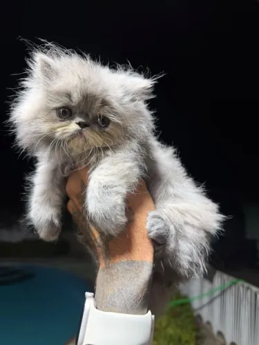 Filhote de gato persa show