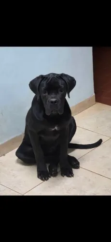Cane Corso