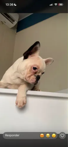 Cachorro