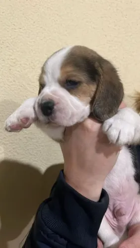 Filhote Beagle, Dê um lar para um peludinho e ganhe amor para a vida toda!