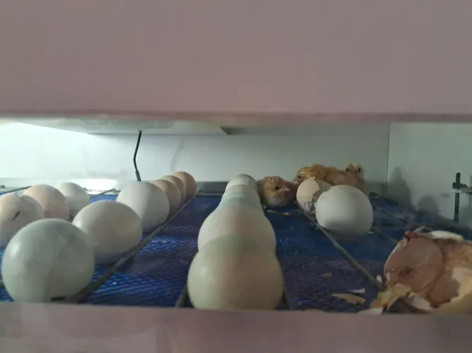 Ovos galados