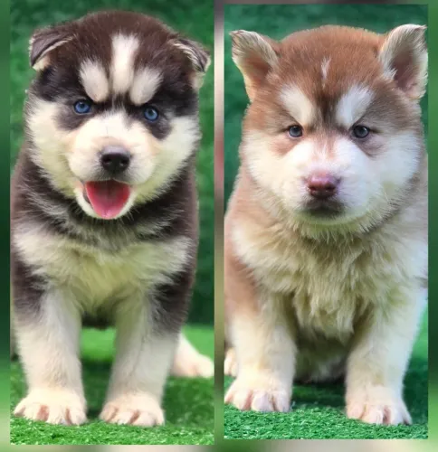 Husky siberiano com PEDIGREE ALKC pelagem wolly já vacinados e vermífugados 