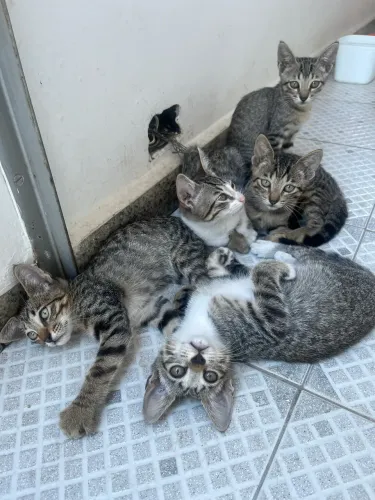 Gatinhos para adoção responsável