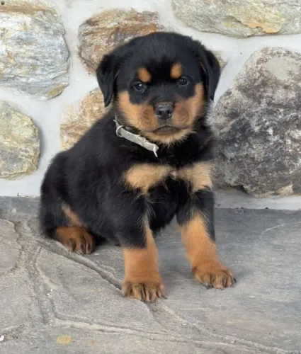 Rottweiler - Disponível Hoje - Confira