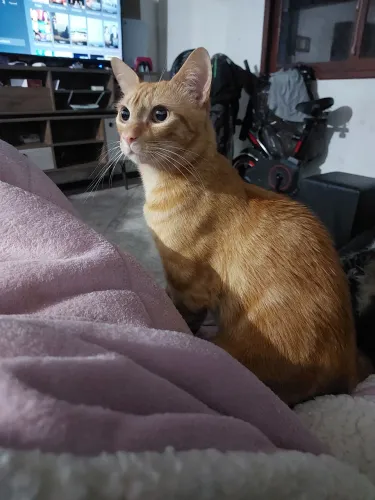 Doação de gato laranjinha