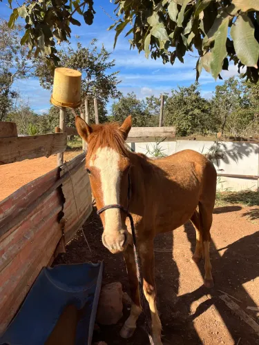Cavalo