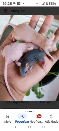 Rato Twister, Pet 