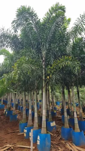 Palmeira rabo de raposa semi adulta