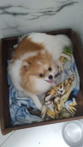 Lulu prenha de 20 dias 