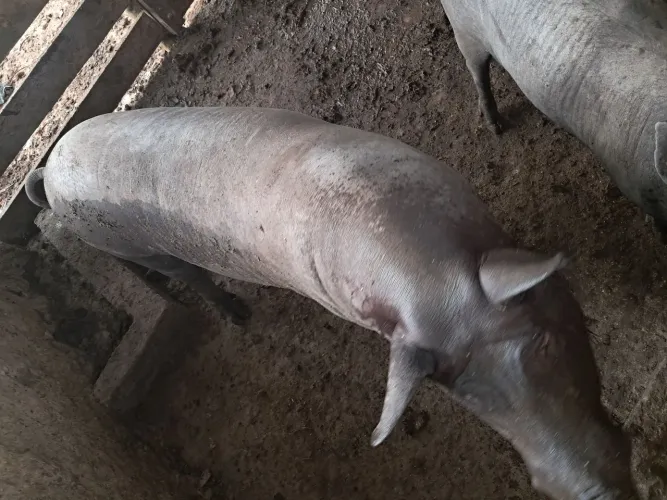 Porco gordo