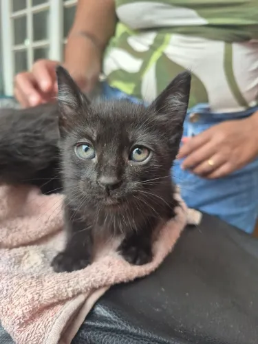 Doação 2 filhotes de gato RJ