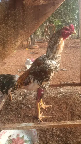Vende se frango índio carijó