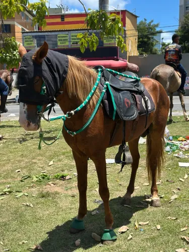 Cavalo Alazão, Venda ou troca