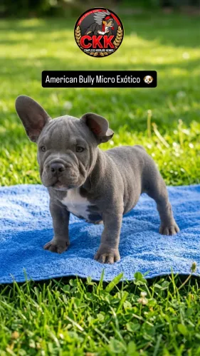 American Bully Micro Exótico