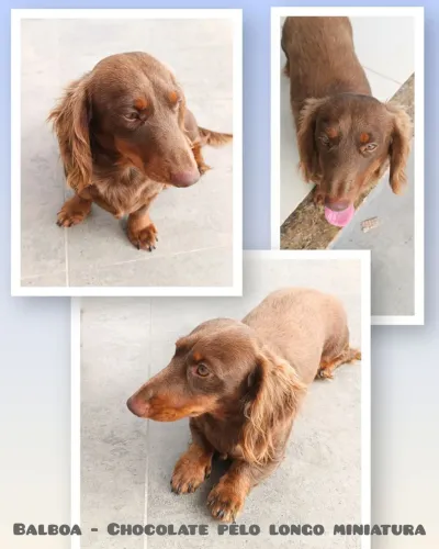 Dachshund chocolate macho - Cobertura - RJ