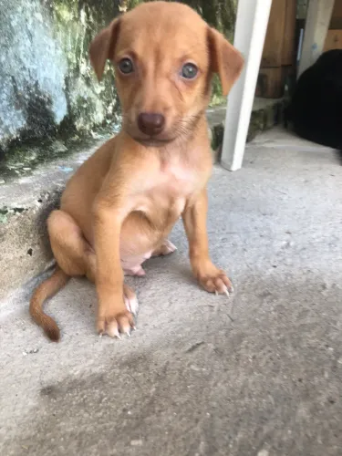 Adoção porte pequeno