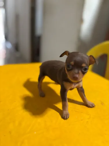 Pinscher numeração 1