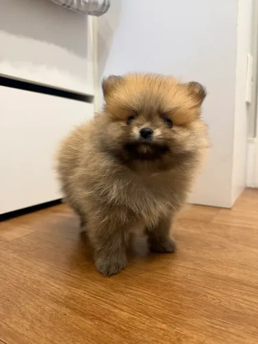 Lulu da pomerânia mini macho