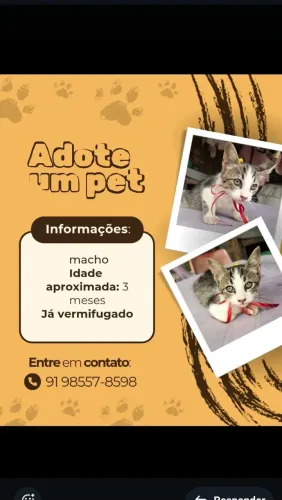 Doação de gatinhos macho 4 meses