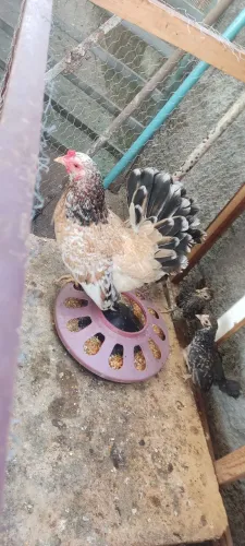 Galinha Garnize 