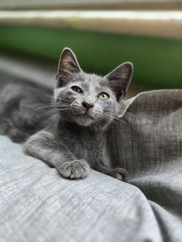 Adoção responsável 