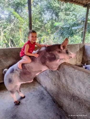 Cachaço barrão um ano e dois meses