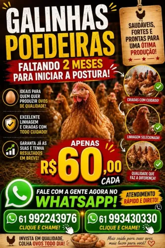 Galinhas Poedeiras
