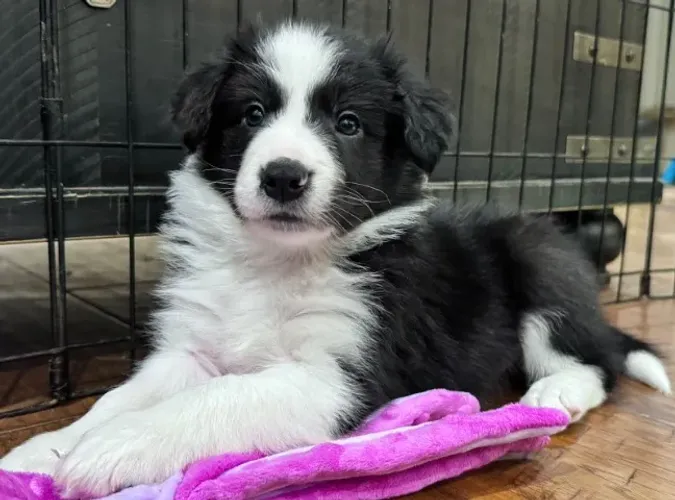 Filhotes de Border Collie | Filhotes radiantes!