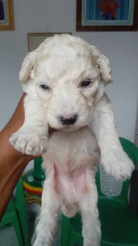 Cachorrinho poodle