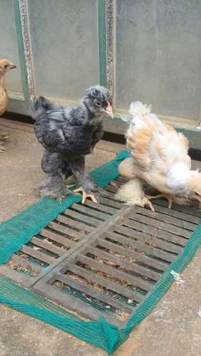 Pintinhos Brahma 