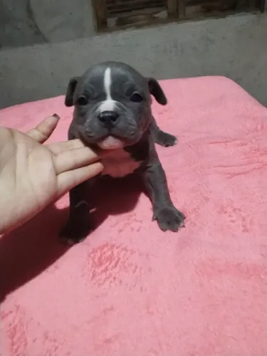 Filhotes de American bully