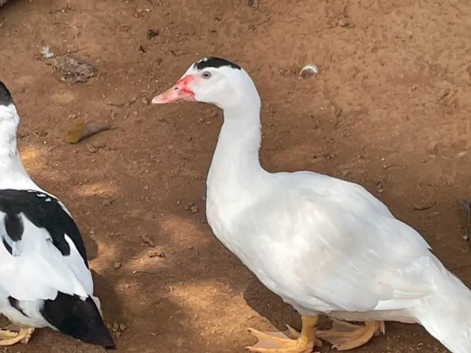 Casal de Patos Domésticos