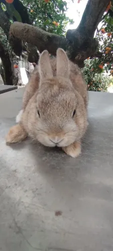 Mini coelhos