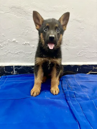 Vende-se filhotes de Pastor Alemão Capa Preta