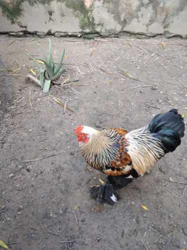 GALO BRAHMA 