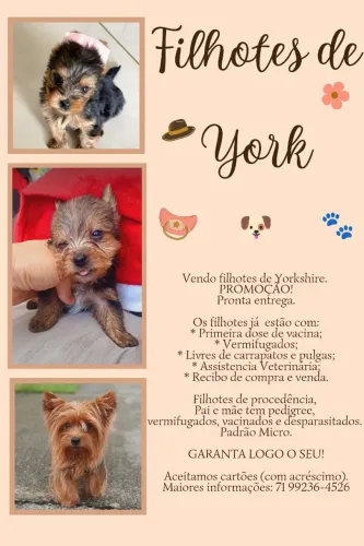 Lindo Filhote de Yorkshire Micro