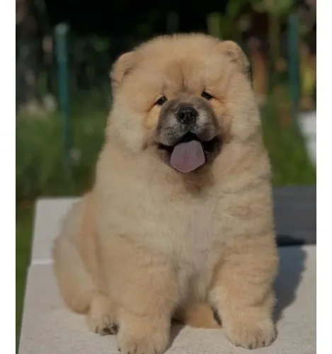 Filhotes de Chow Chow | Carinho em cada olhar e lambida.