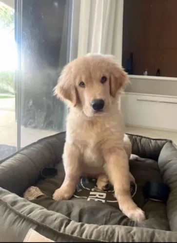 filhote de golden, doação