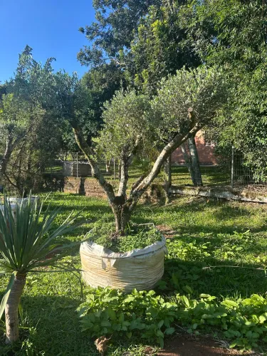 Oliveiras para jardim