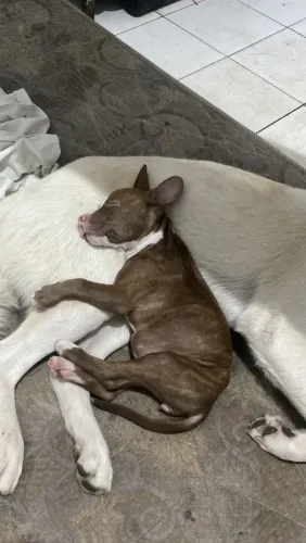 Filhote pitbull