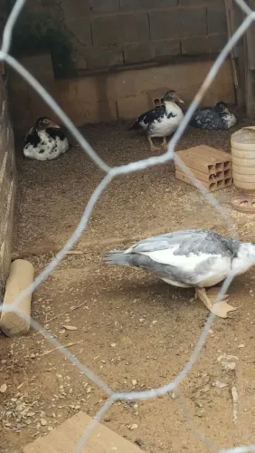 Vendo patos novos casal ou separados.