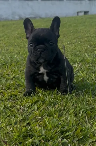 FILHOTE DE BULDOGUE FRANCÊS FÊMEA 
