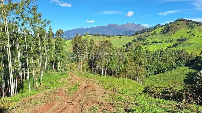 SÍTIO IDEAL PARA OLIVEIRAS | NO ASFALTO | MARMELÓPOLIS - MG
